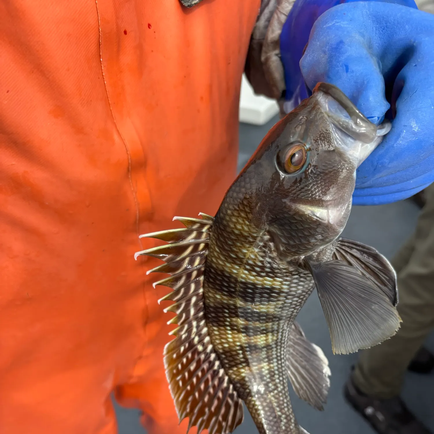 Black sea bass caught on Fishbrain