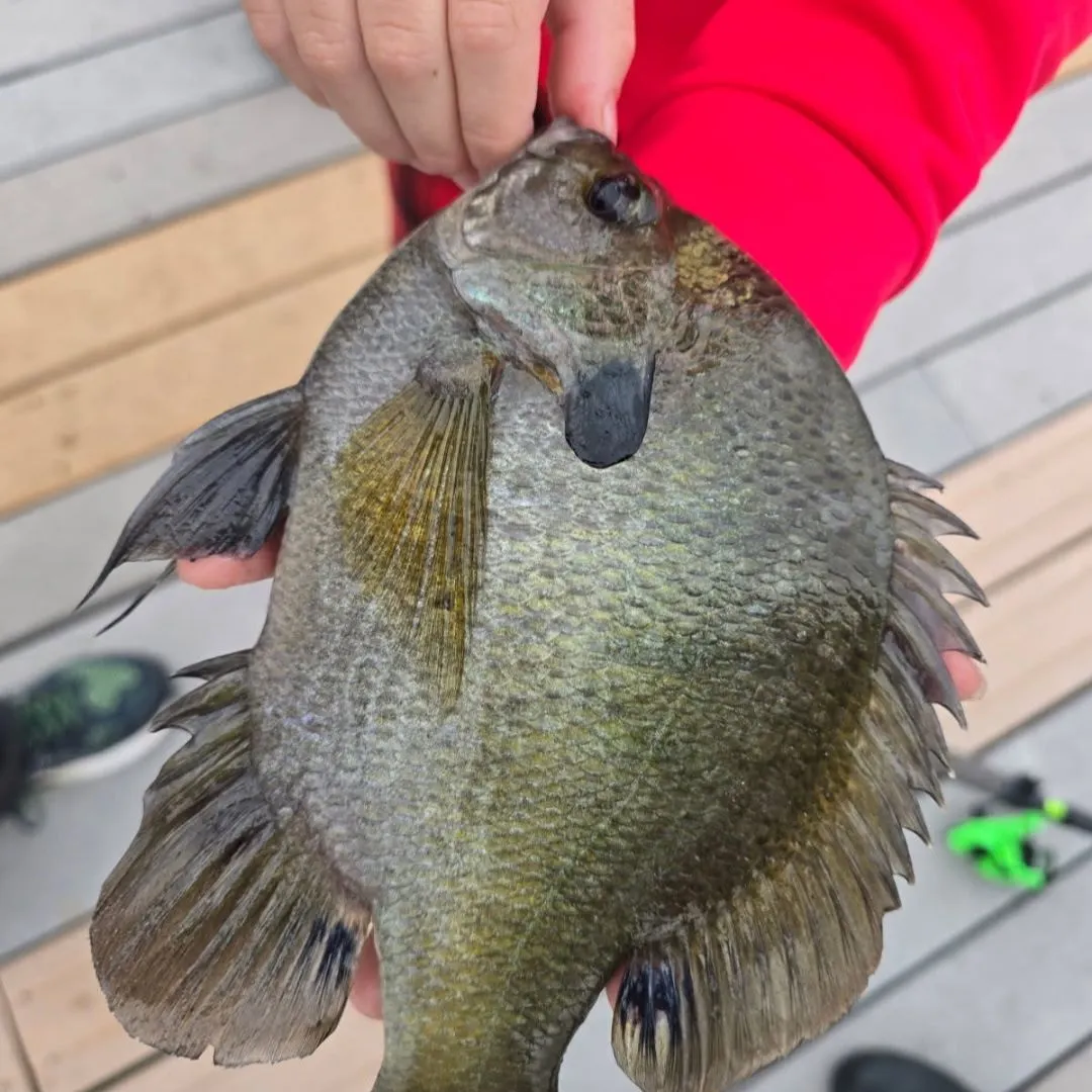Bluegill caught on Fishbrain