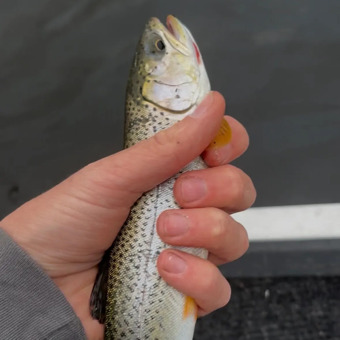 Coastal cutthroat trout caught on Fishbrain
