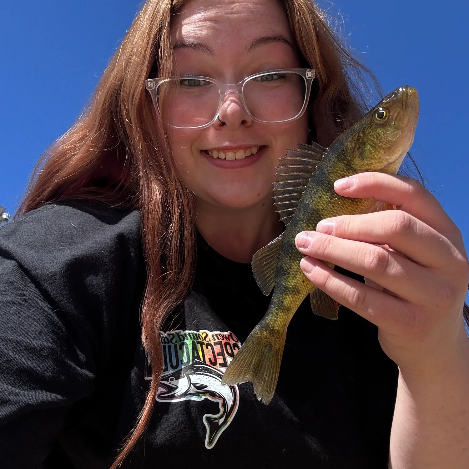 Yellow perch caught on Fishbrain