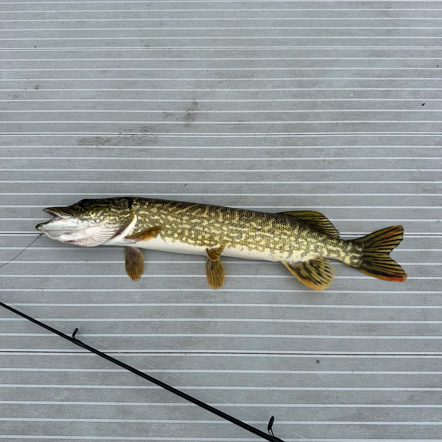 Northern pike caught on Fishbrain