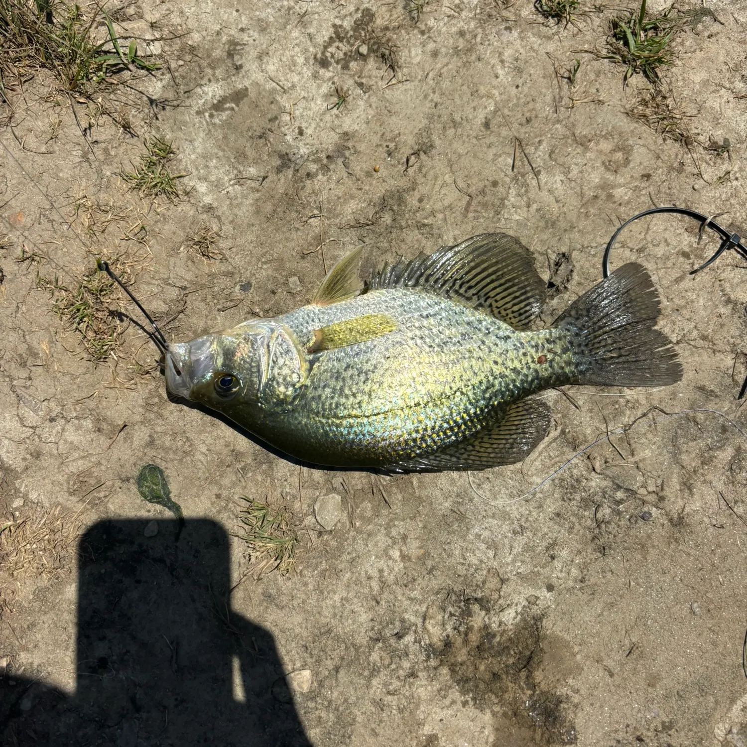 Black crappie caught on Fishbrain