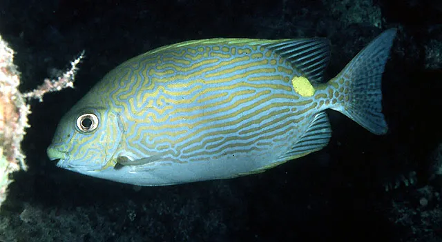 Golden-lined spinefoot
