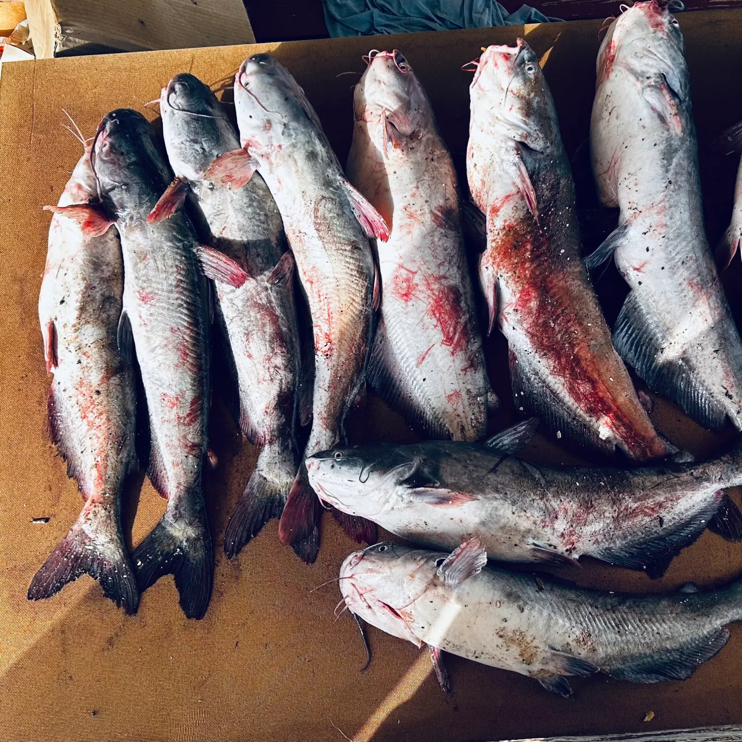 recently logged catches