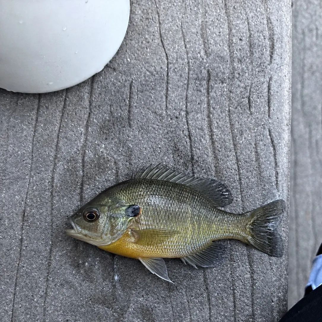 Bluegill caught on Fishbrain