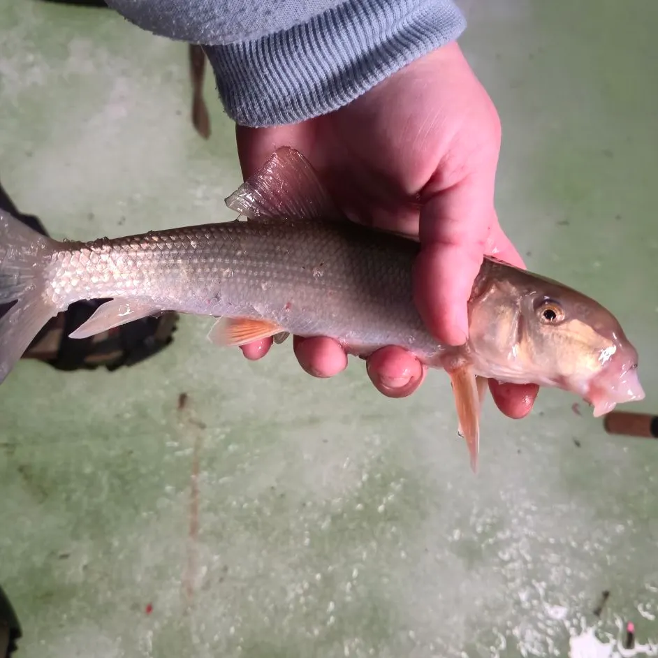 The most recent White sucker catches on Fishbrain