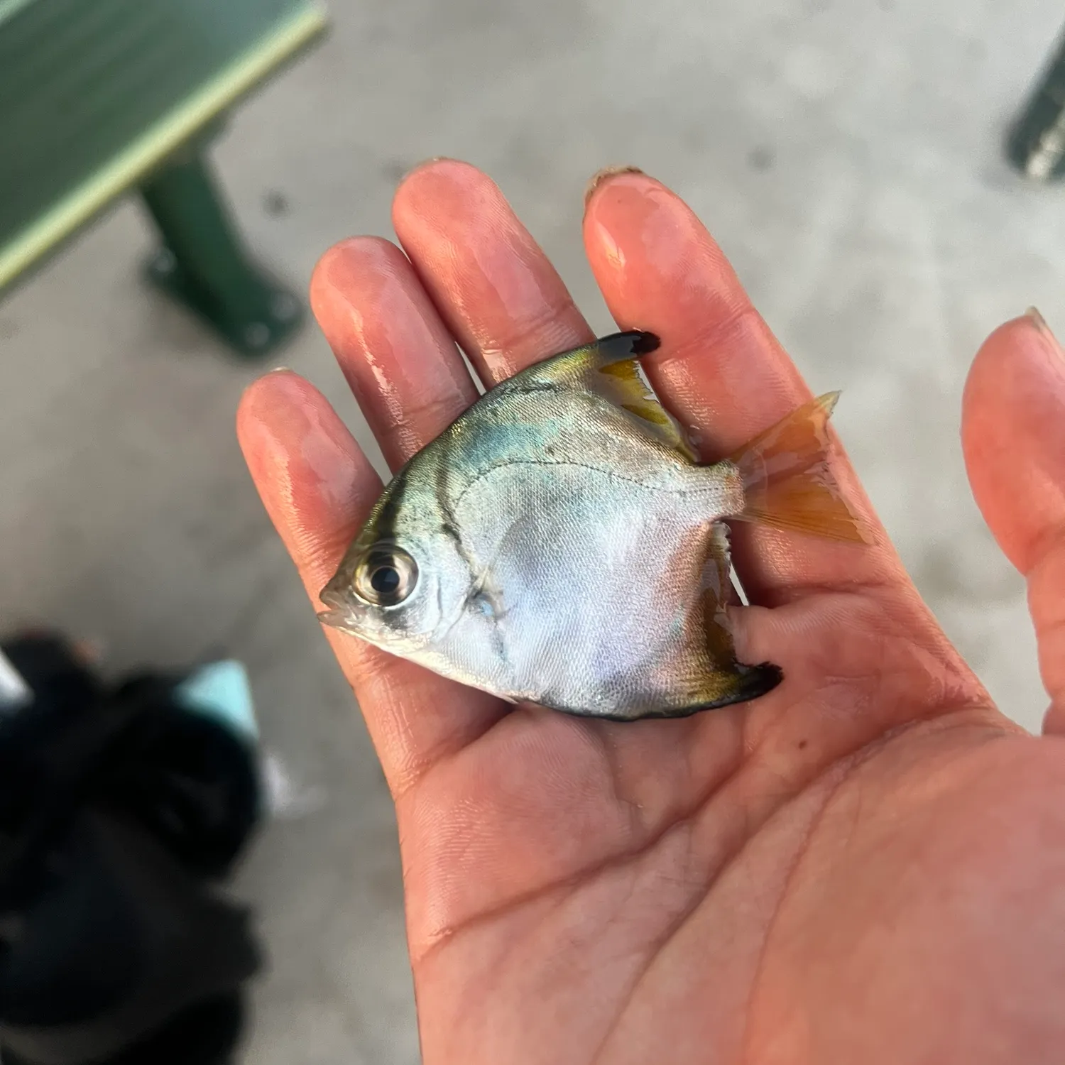 The most recent Silver moony catches on Fishbrain