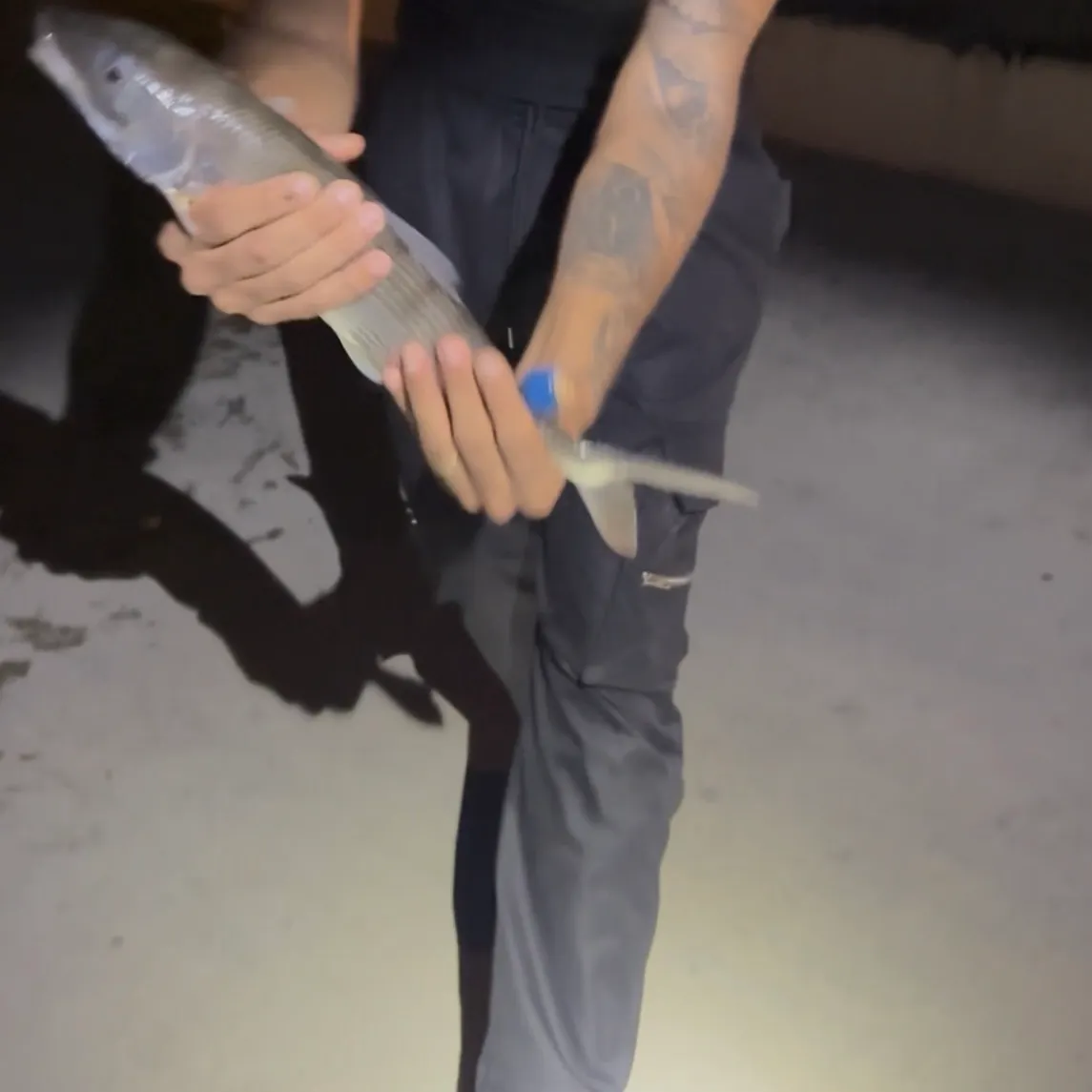 West Atlantic bonefish caught on Fishbrain
