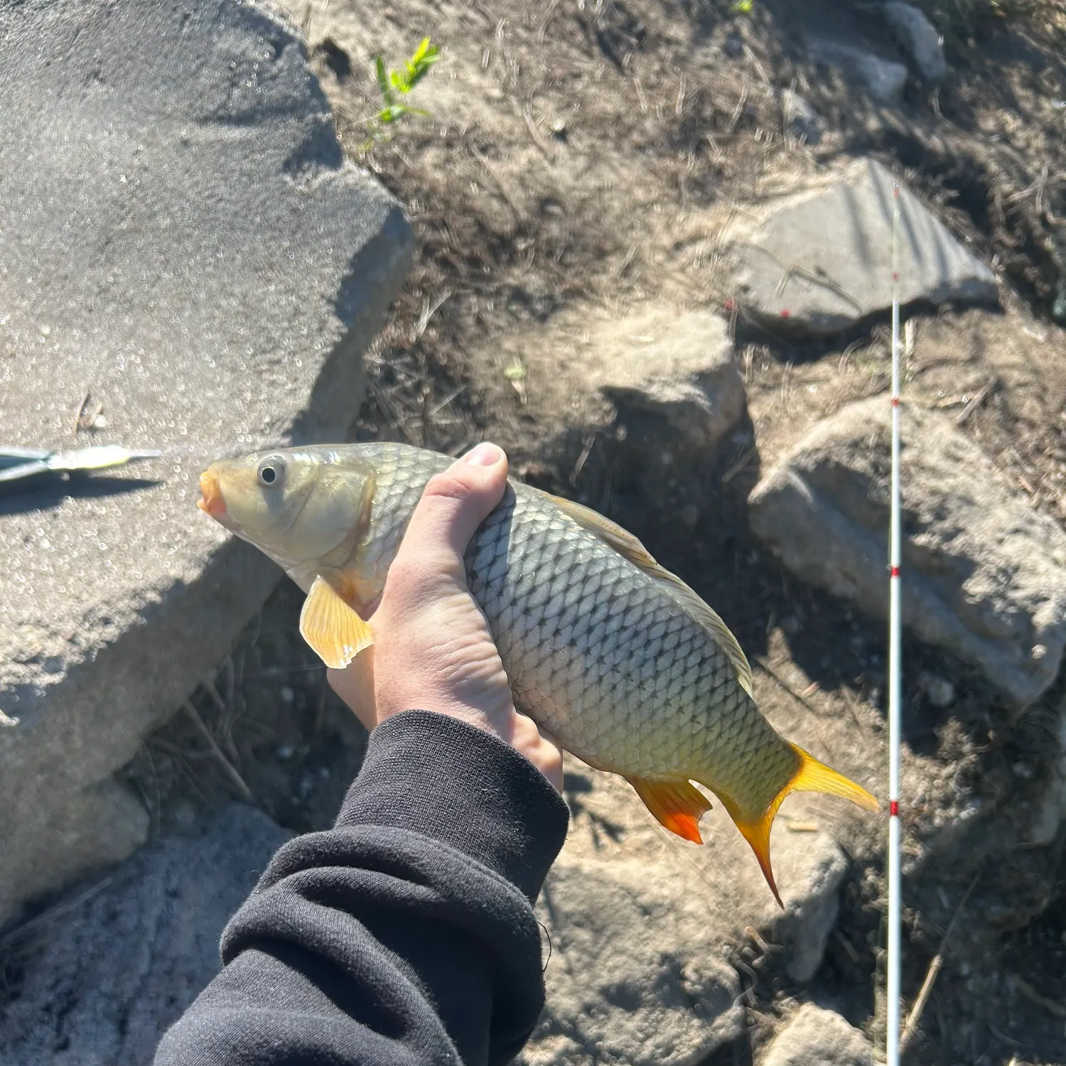 Common carp caught on Fishbrain