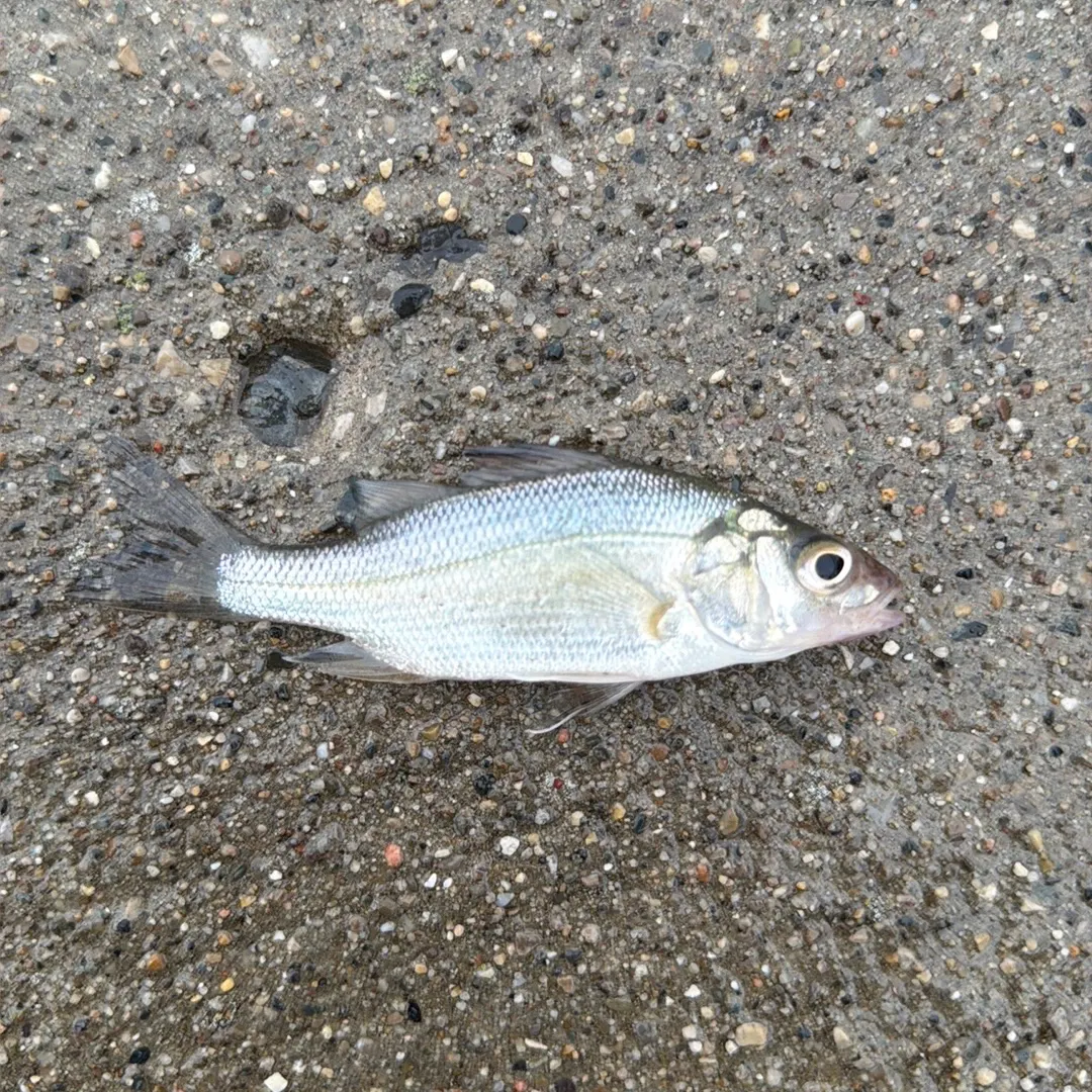 White perch caught on Fishbrain