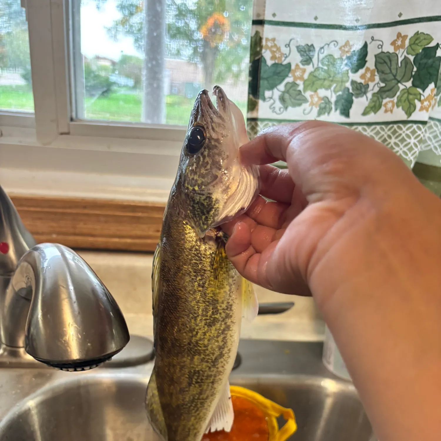 catch