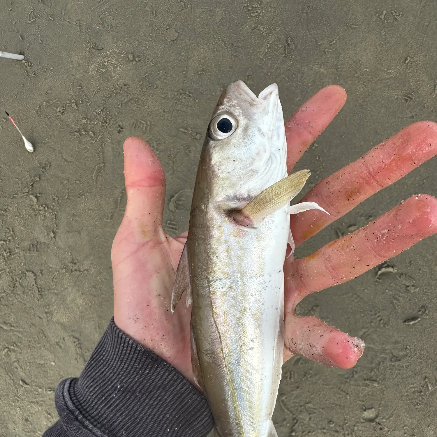 Whiting caught on Fishbrain