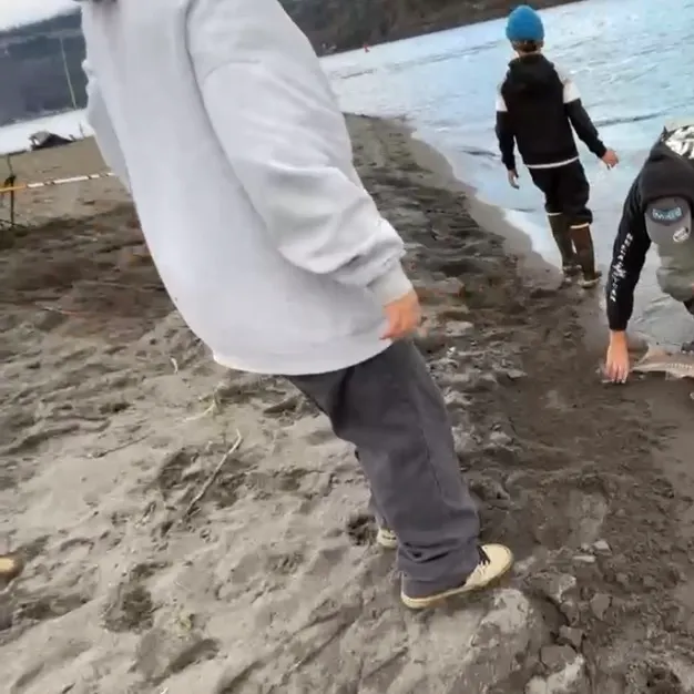 White sturgeon caught on Fishbrain