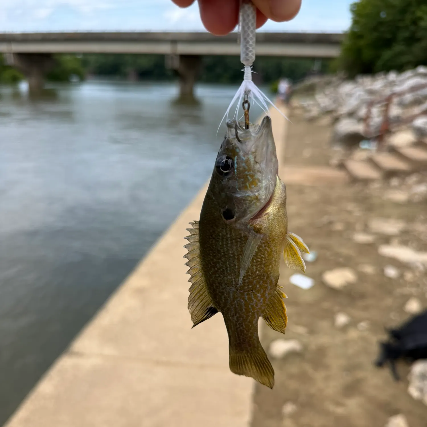 Green sunfish caught on Fishbrain