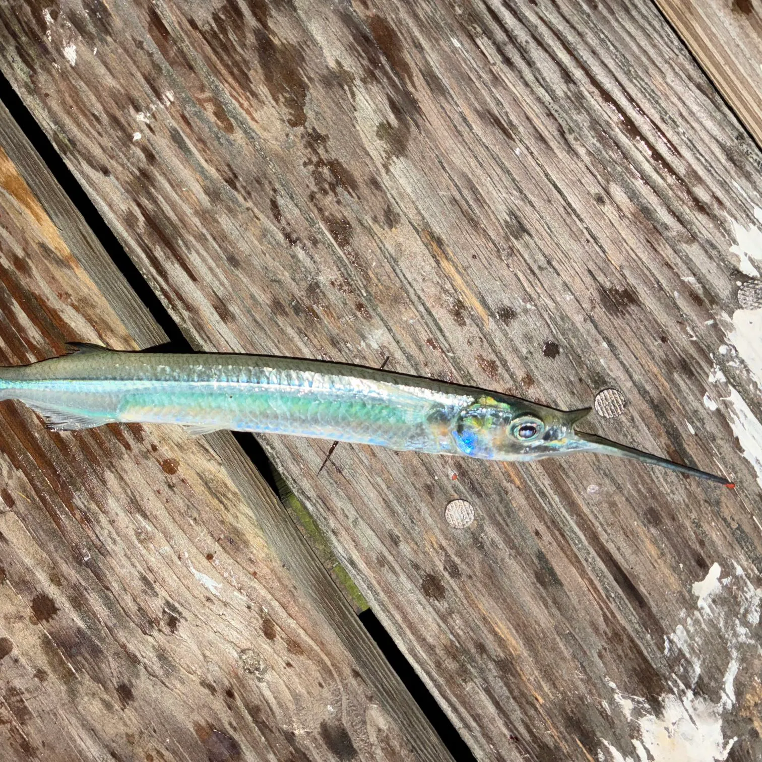 The most recent Ballyhoo halfbeak catches on Fishbrain