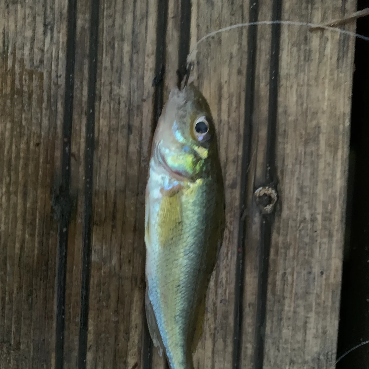 The most recent Balon's ruffe catches on Fishbrain