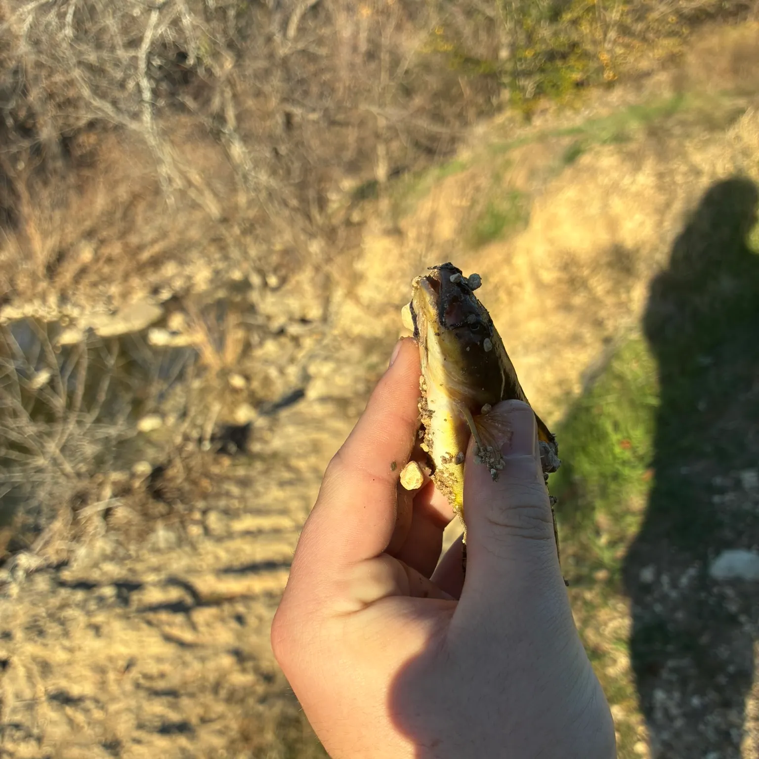 The most recent Black bullhead catches on Fishbrain