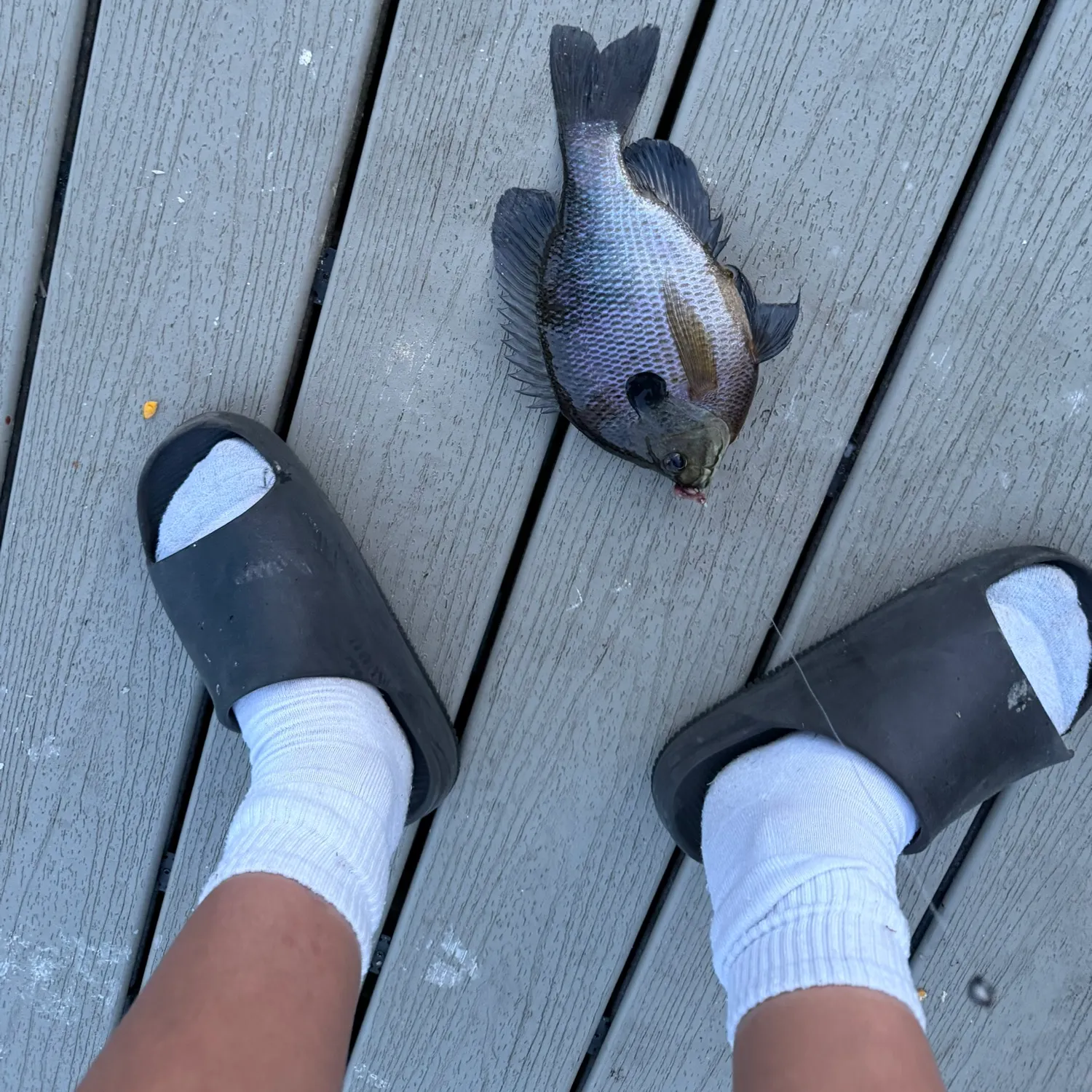 The most recent Redbelly tilapia catches on Fishbrain