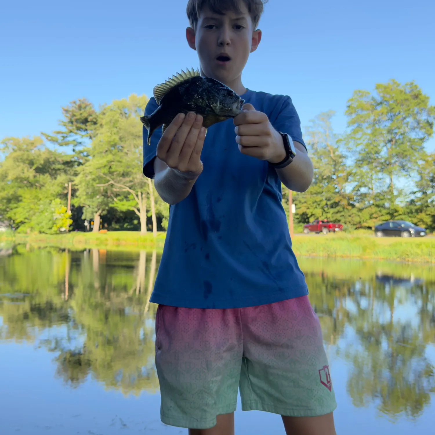 Bluegill caught on Fishbrain
