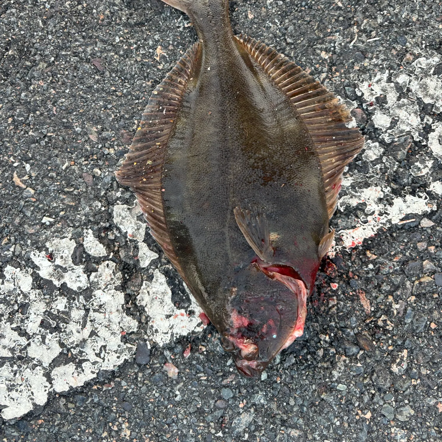 European flounder caught on Fishbrain