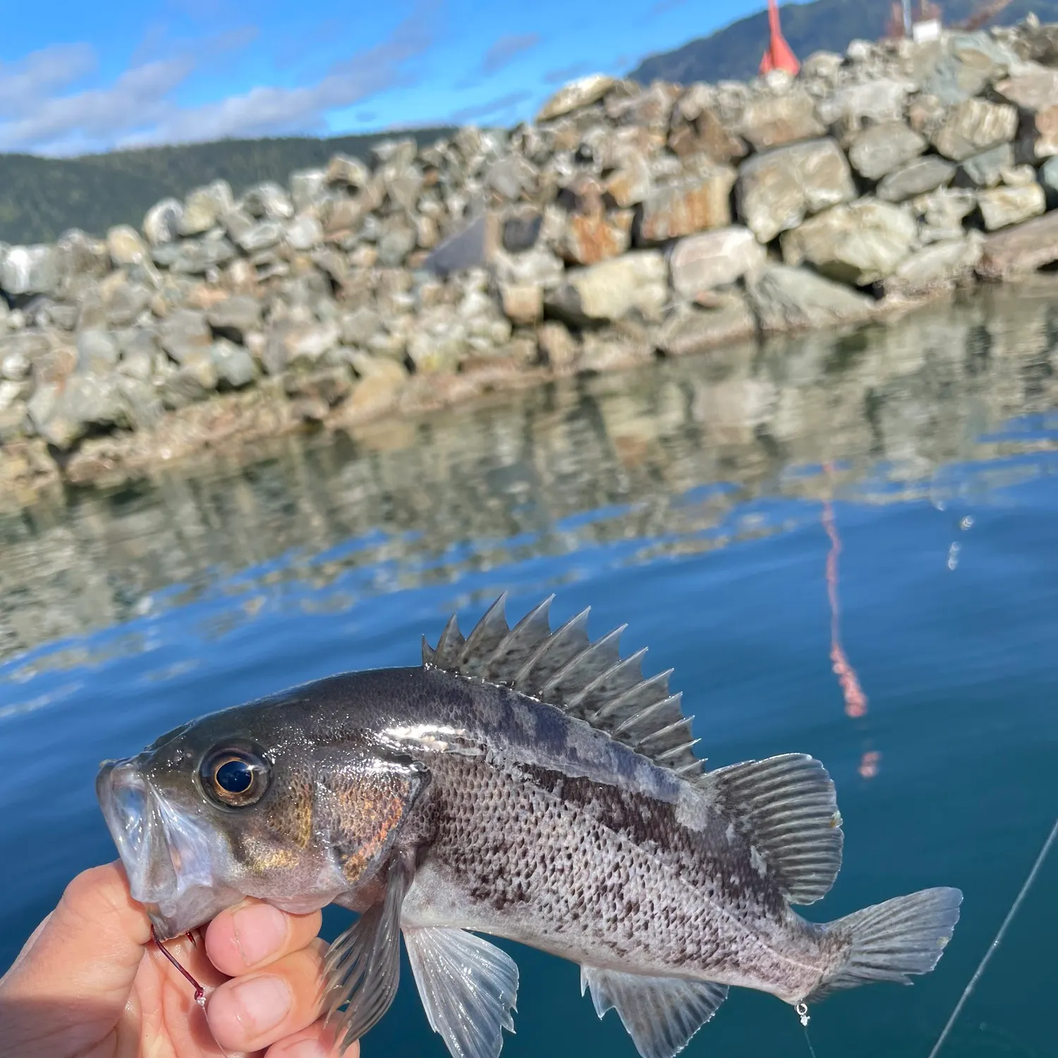 Black rockfish caught on Fishbrain