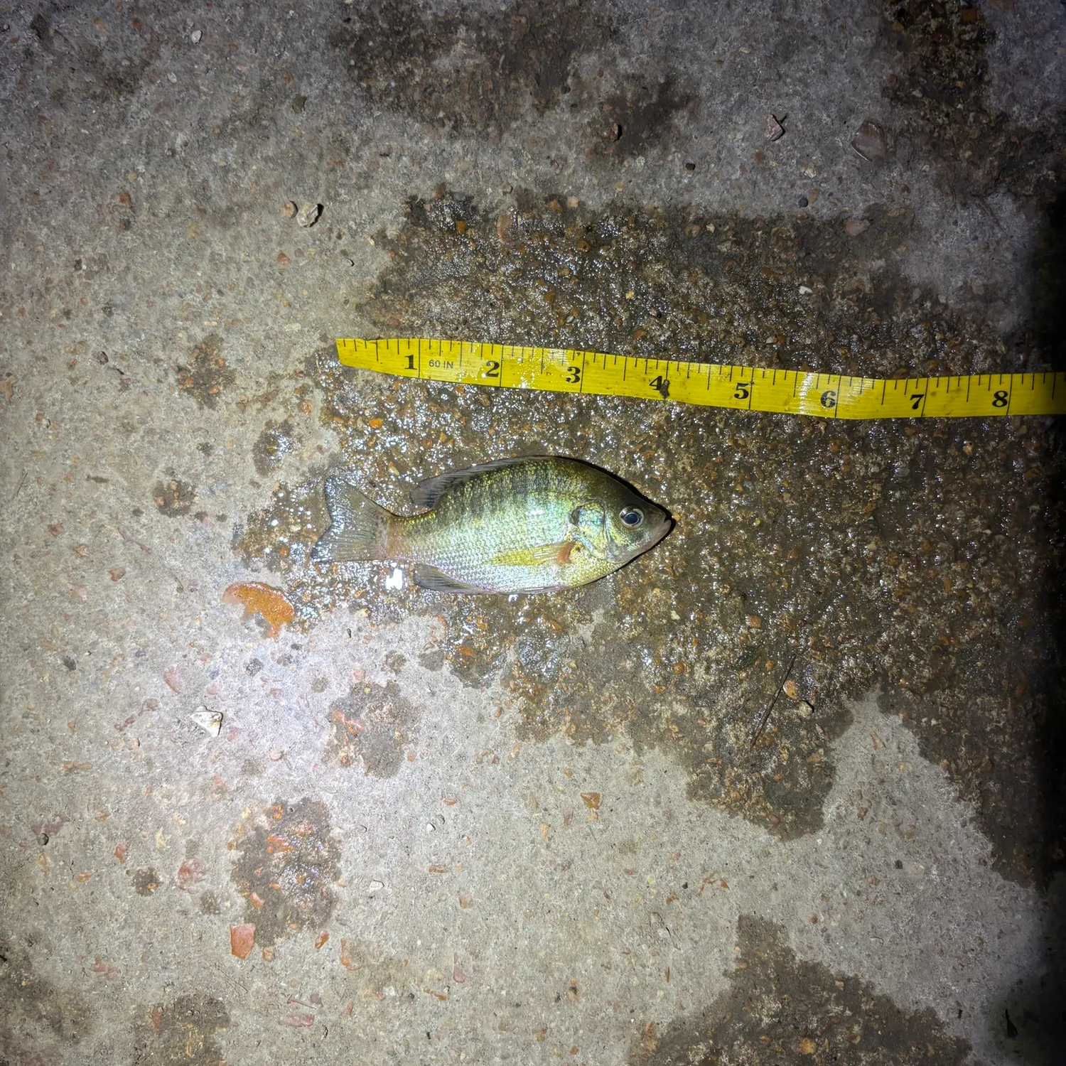 Bluegill caught on Fishbrain