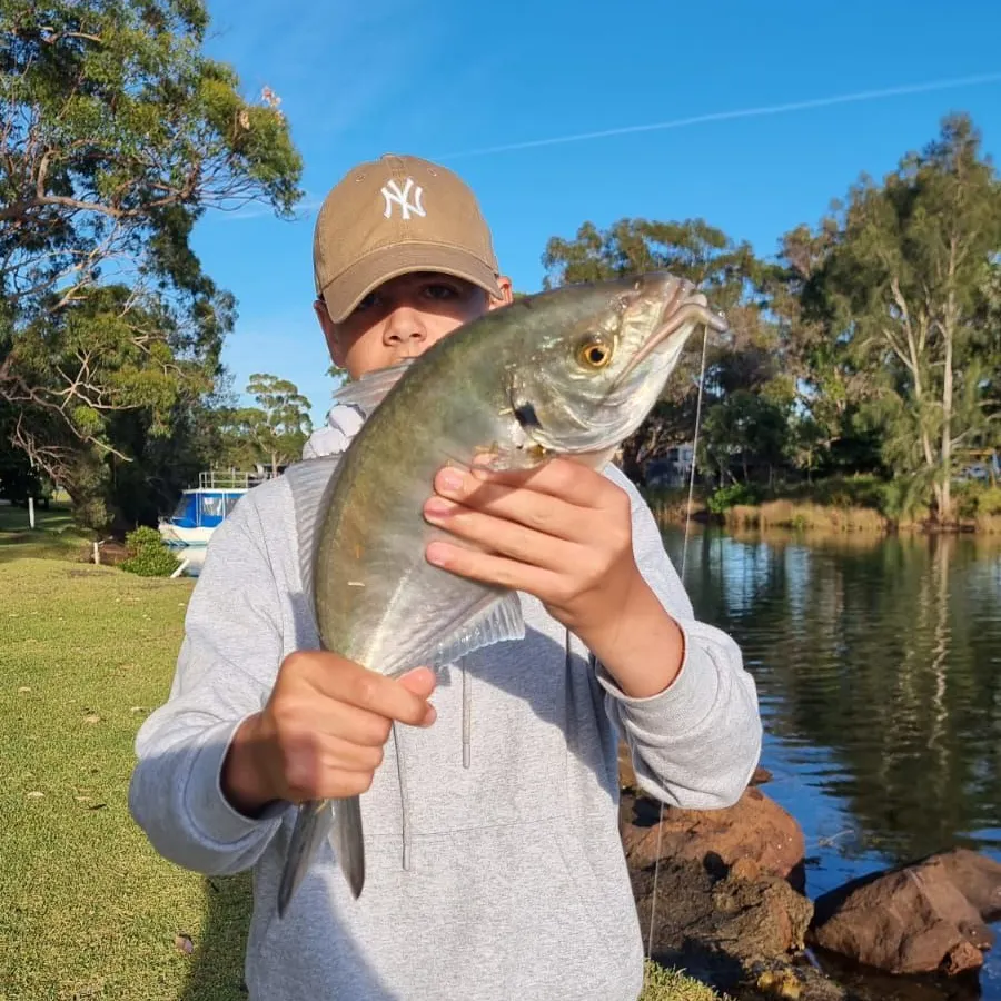 The most recent White trevally catches on Fishbrain