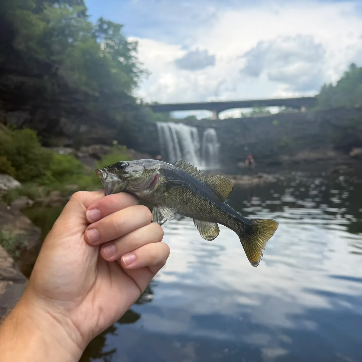 The most recent Redeye bass catches on Fishbrain