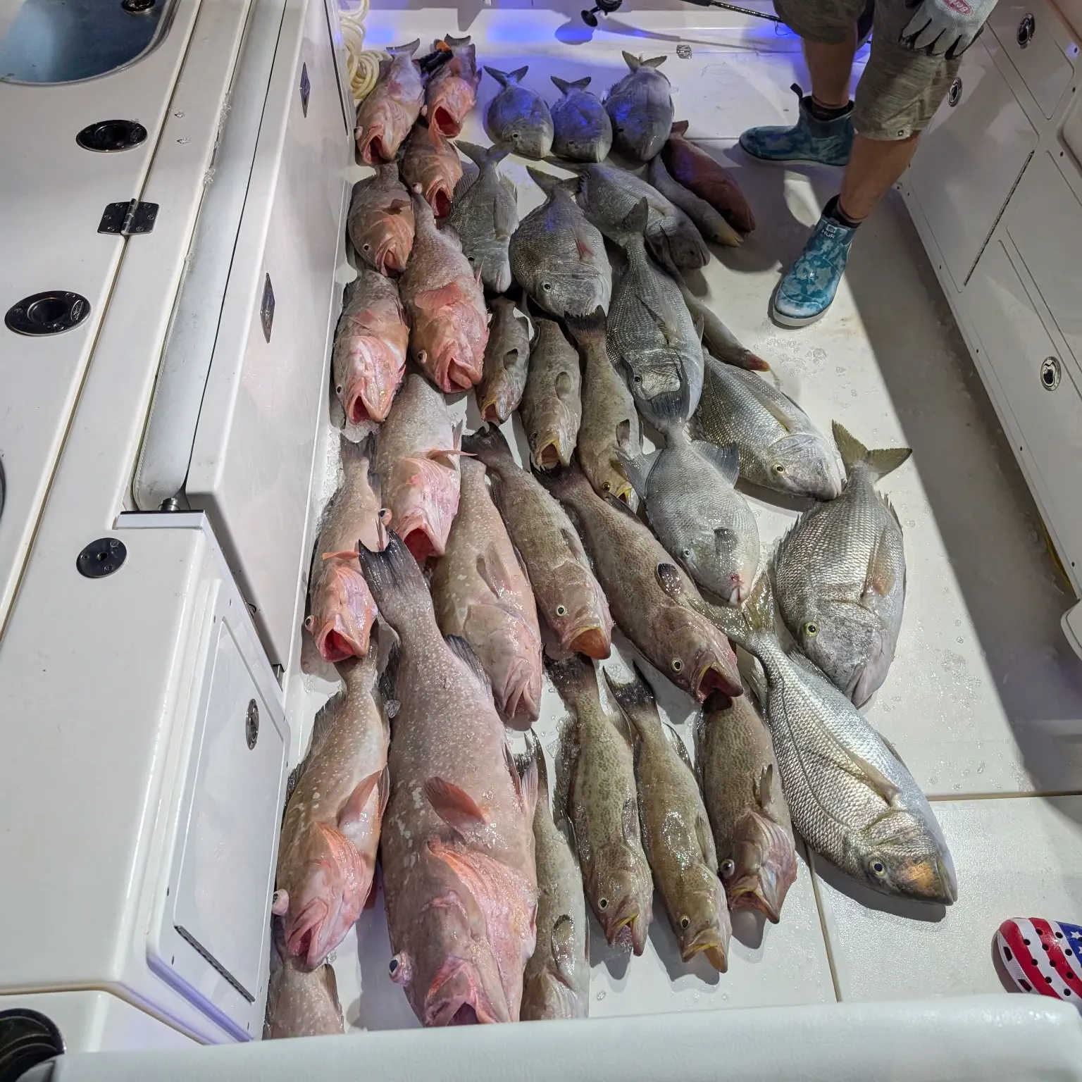 The most recent Knobbed Porgy catches on Fishbrain