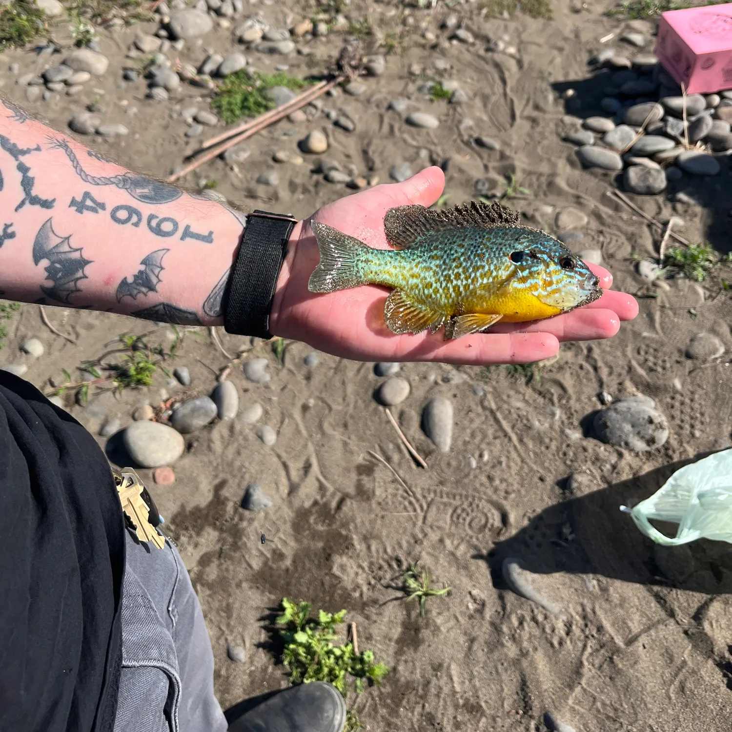 Pumpkinseed caught on Fishbrain