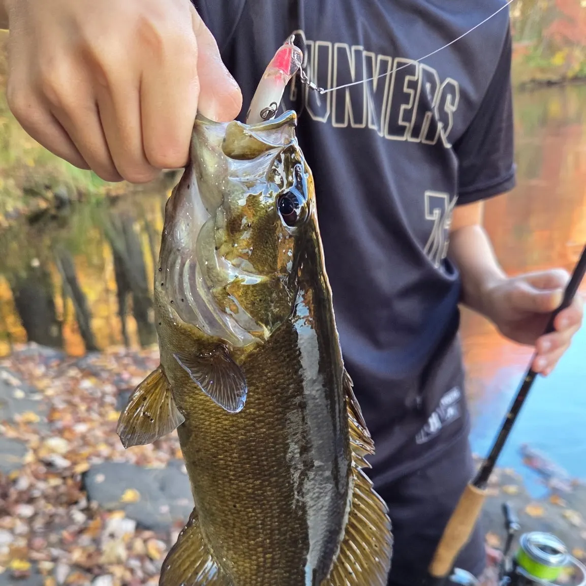 Smallmouth bass caught on Fishbrain