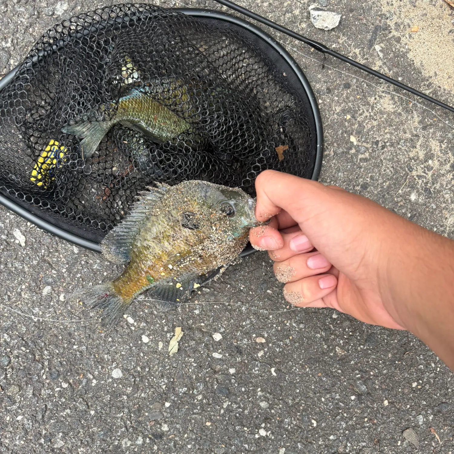recently logged catches