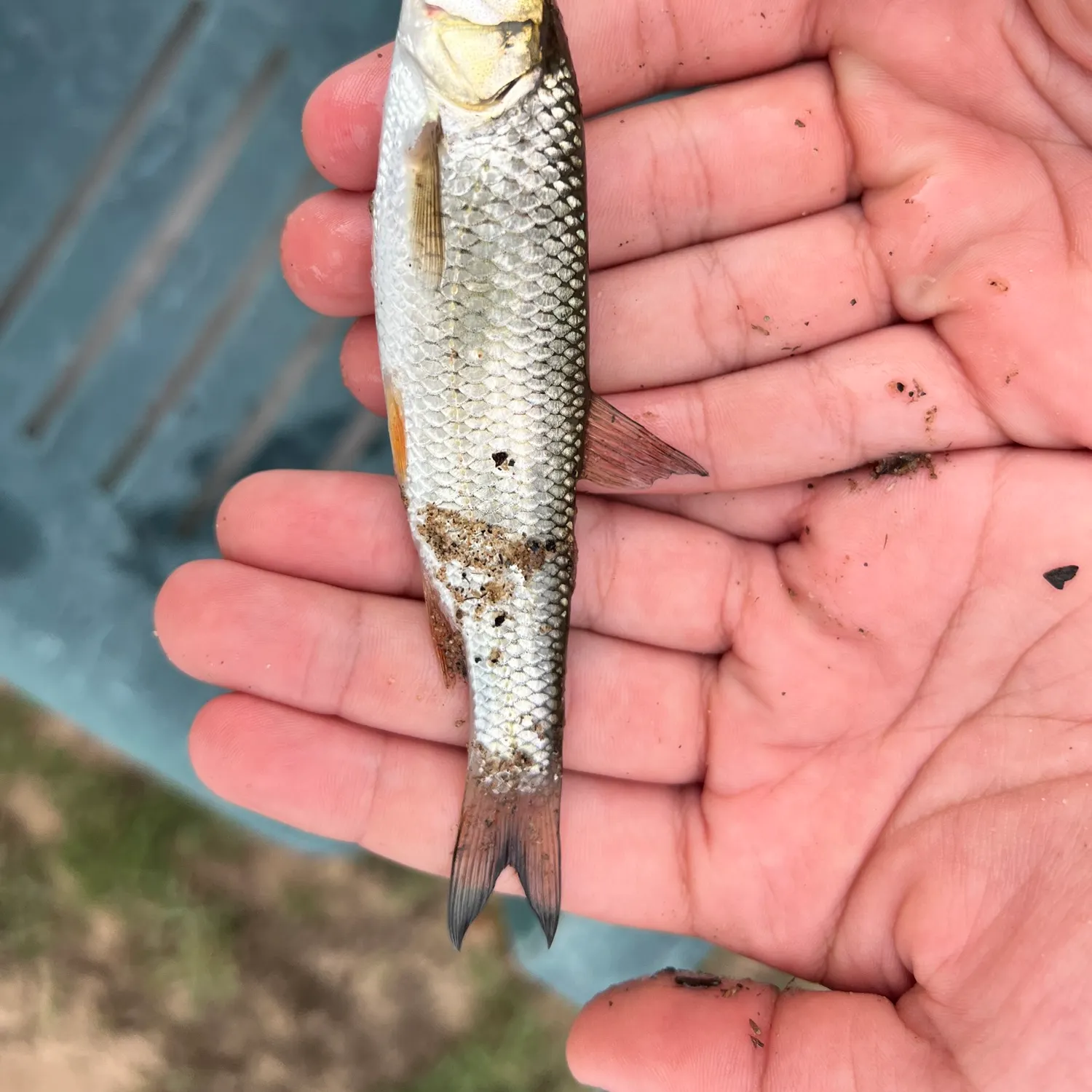 Common dace caught on Fishbrain