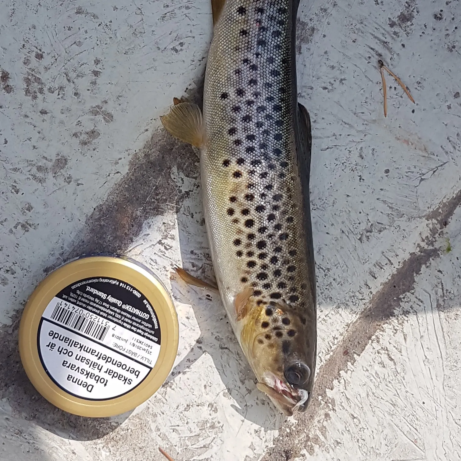 recently logged catches