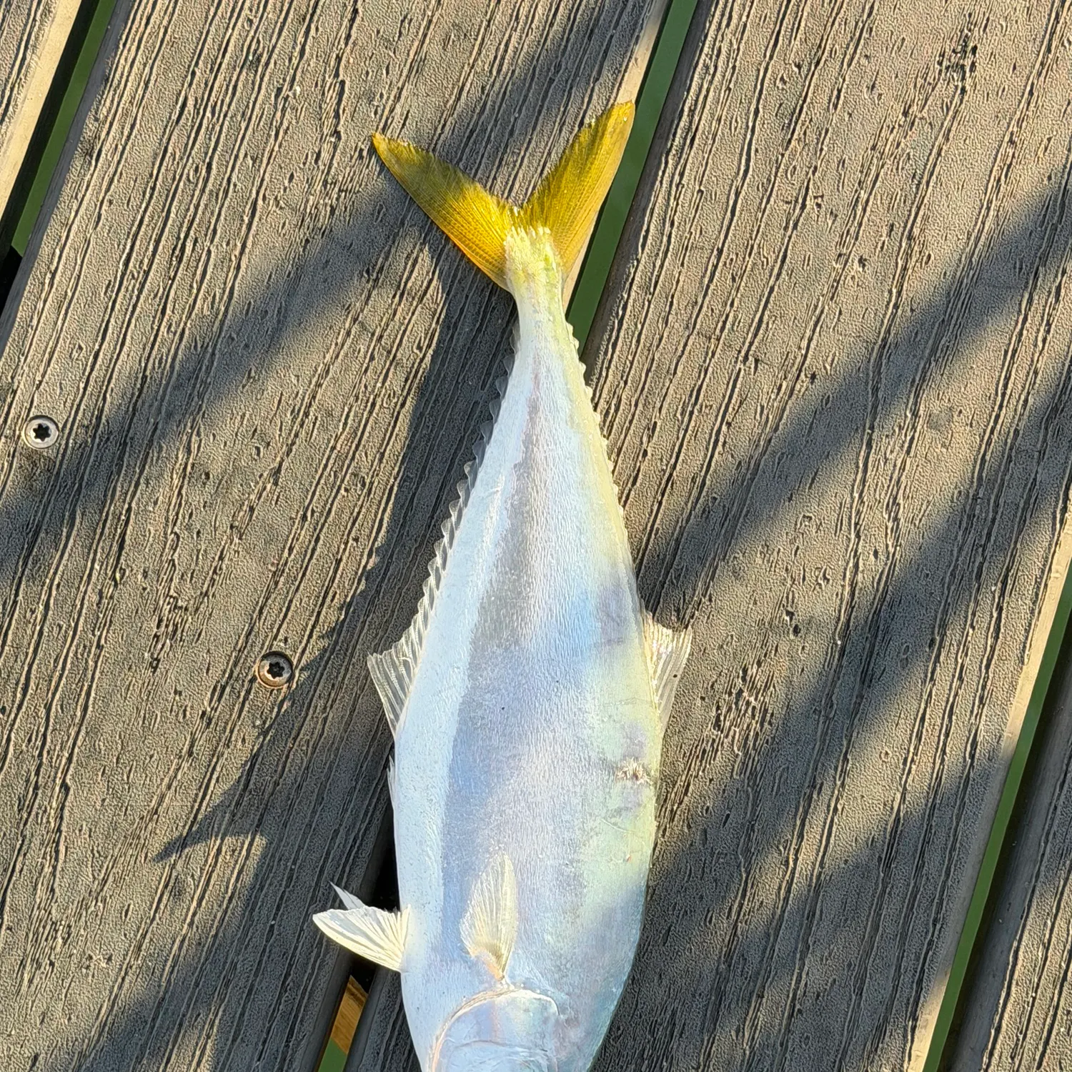 The most recent Leatherjack catches on Fishbrain