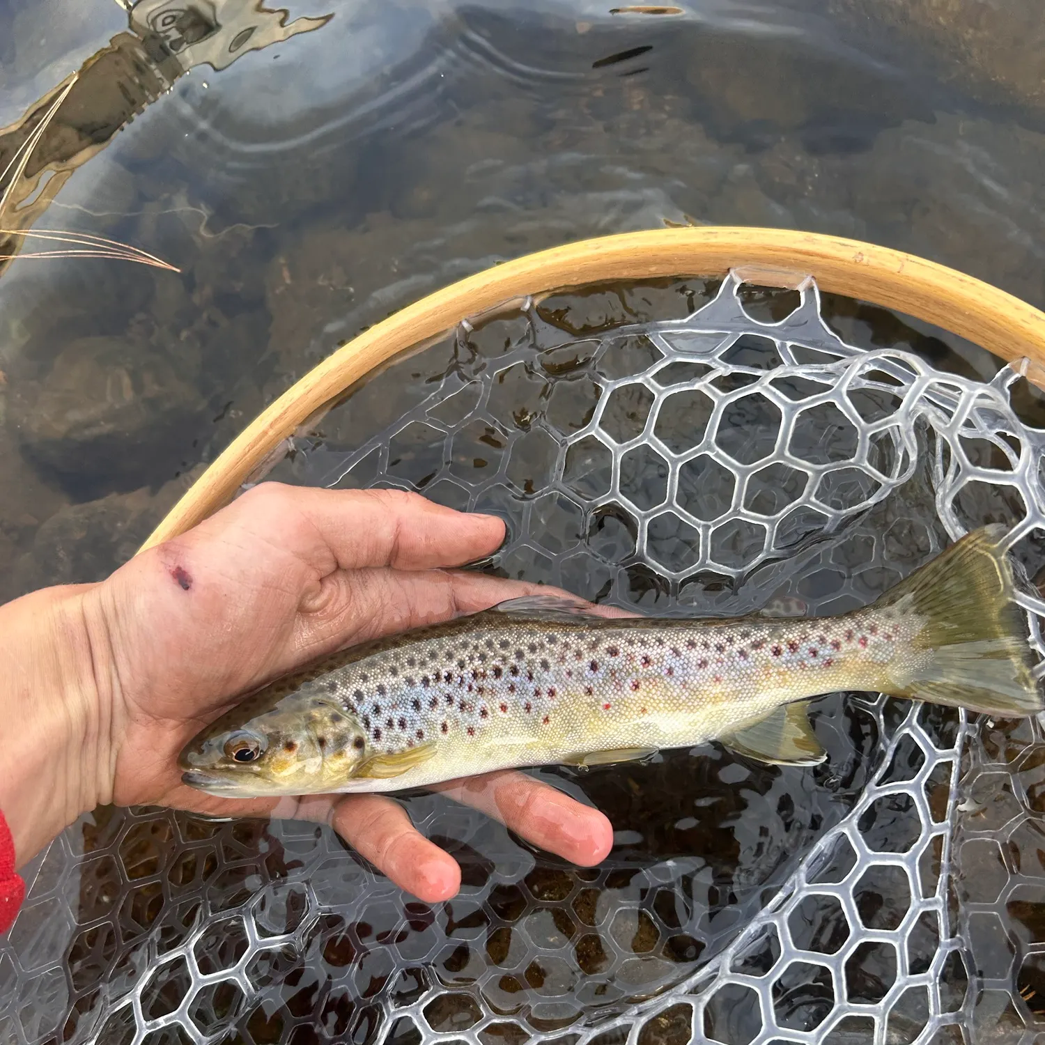 Brown trout caught on Fishbrain