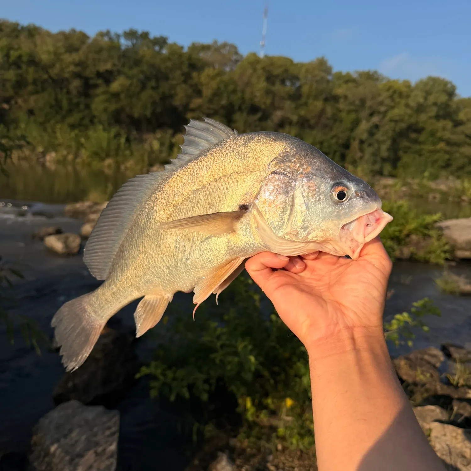 Freshwater drum caught on Fishbrain