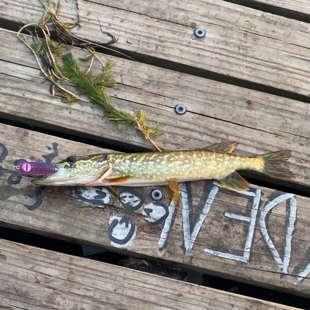 The most recent Northern pike catches on Fishbrain
