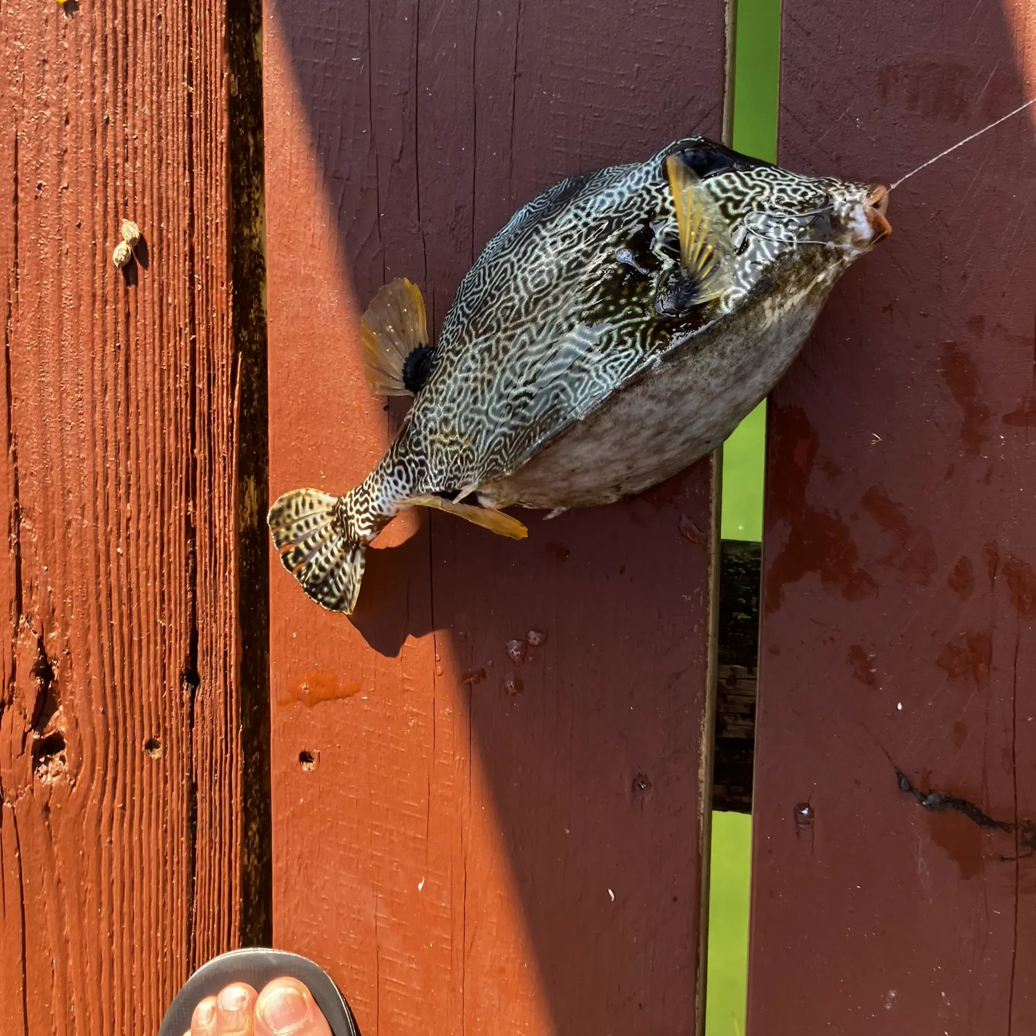 The most popular recent Smooth trunkfish catch on Fishbrain