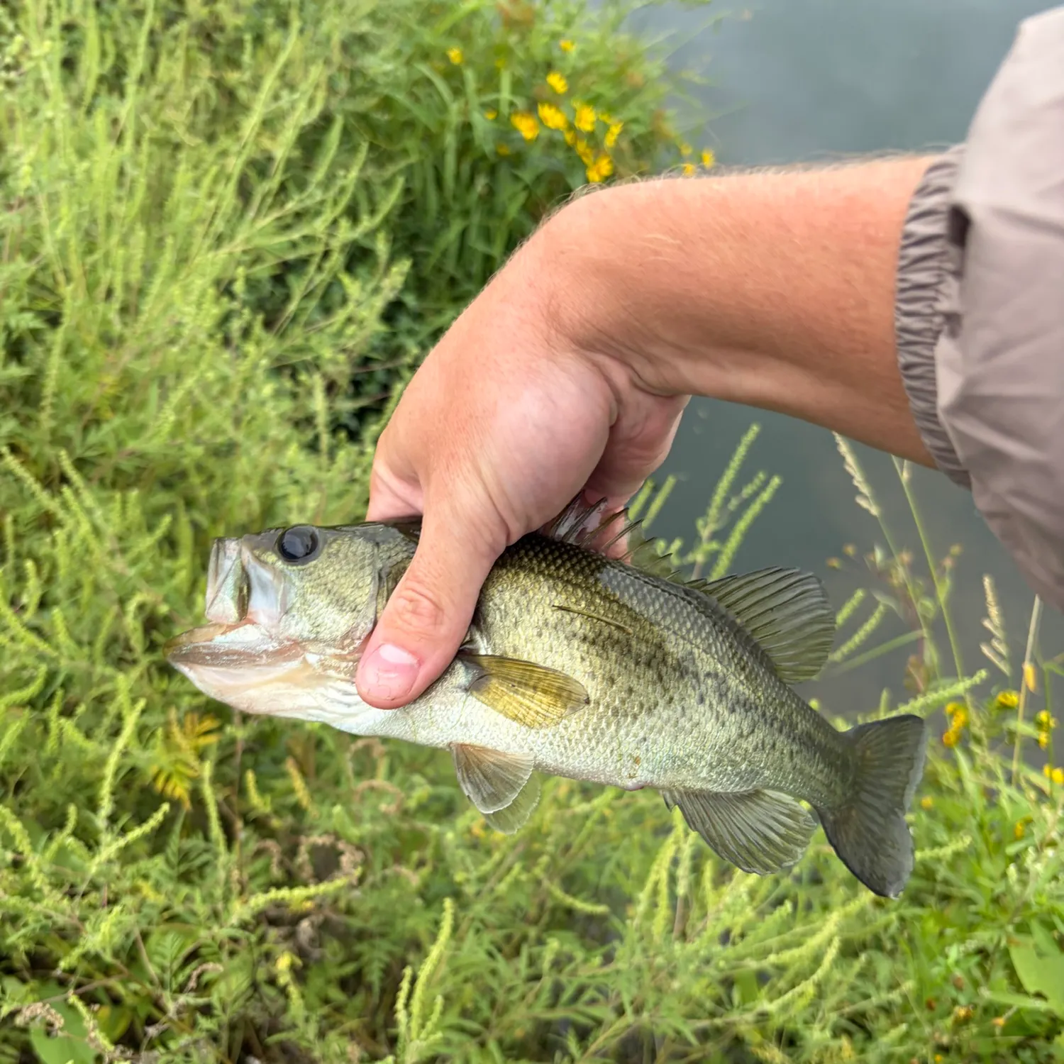 Largemouth bass caught on Fishbrain
