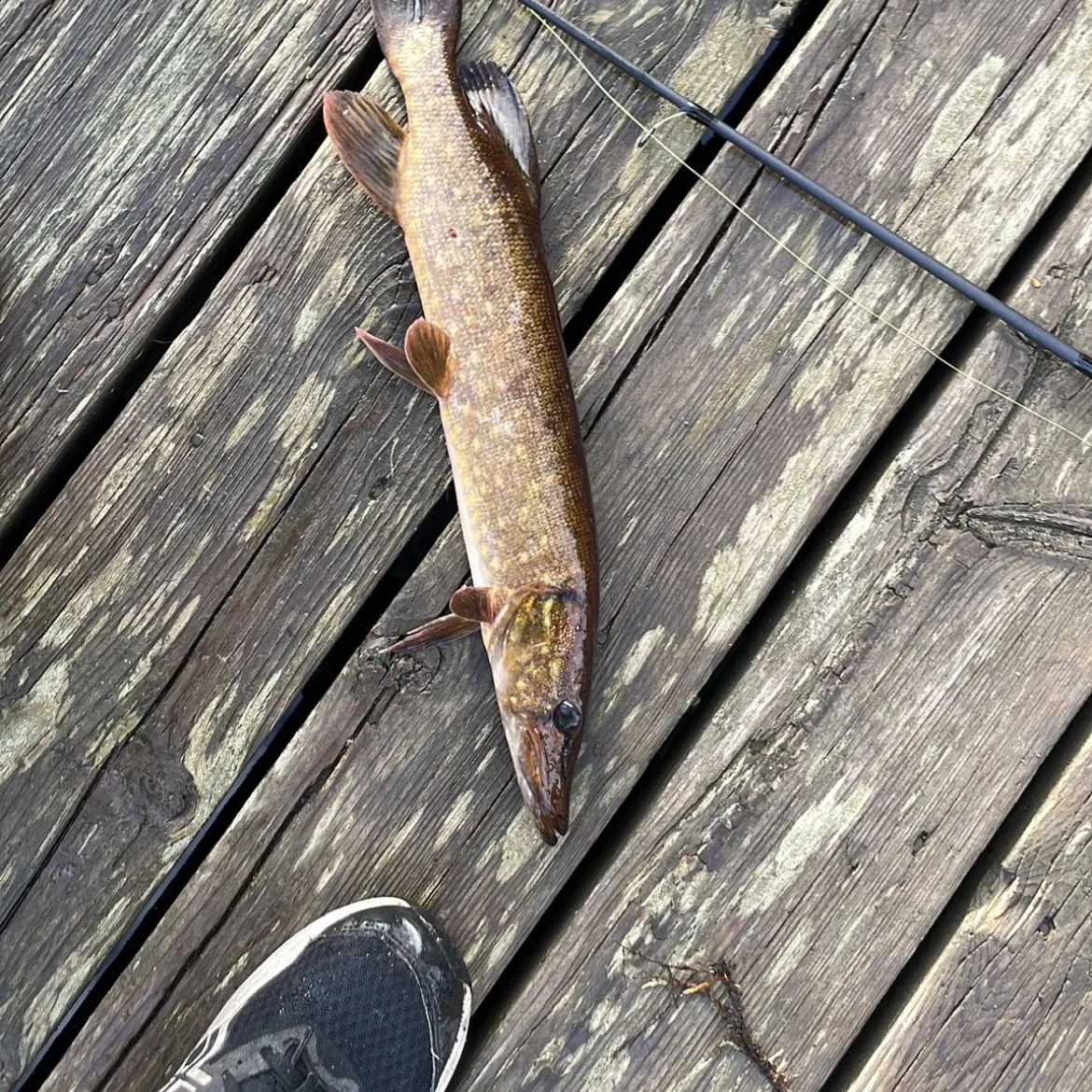 Northern pike caught on Fishbrain