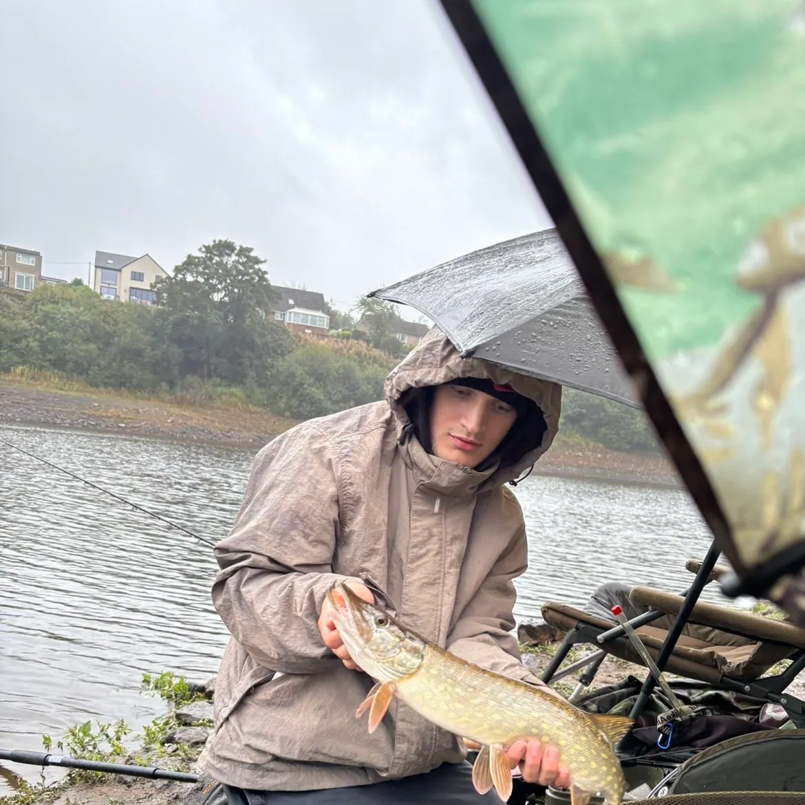 Northern pike caught on Fishbrain