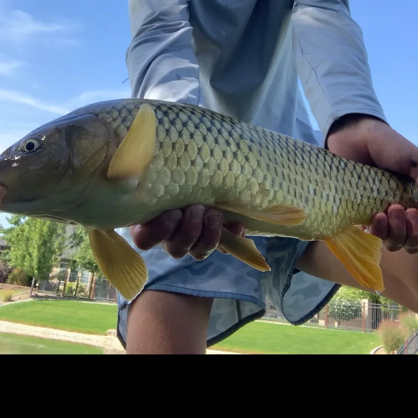 Common carp caught on Fishbrain