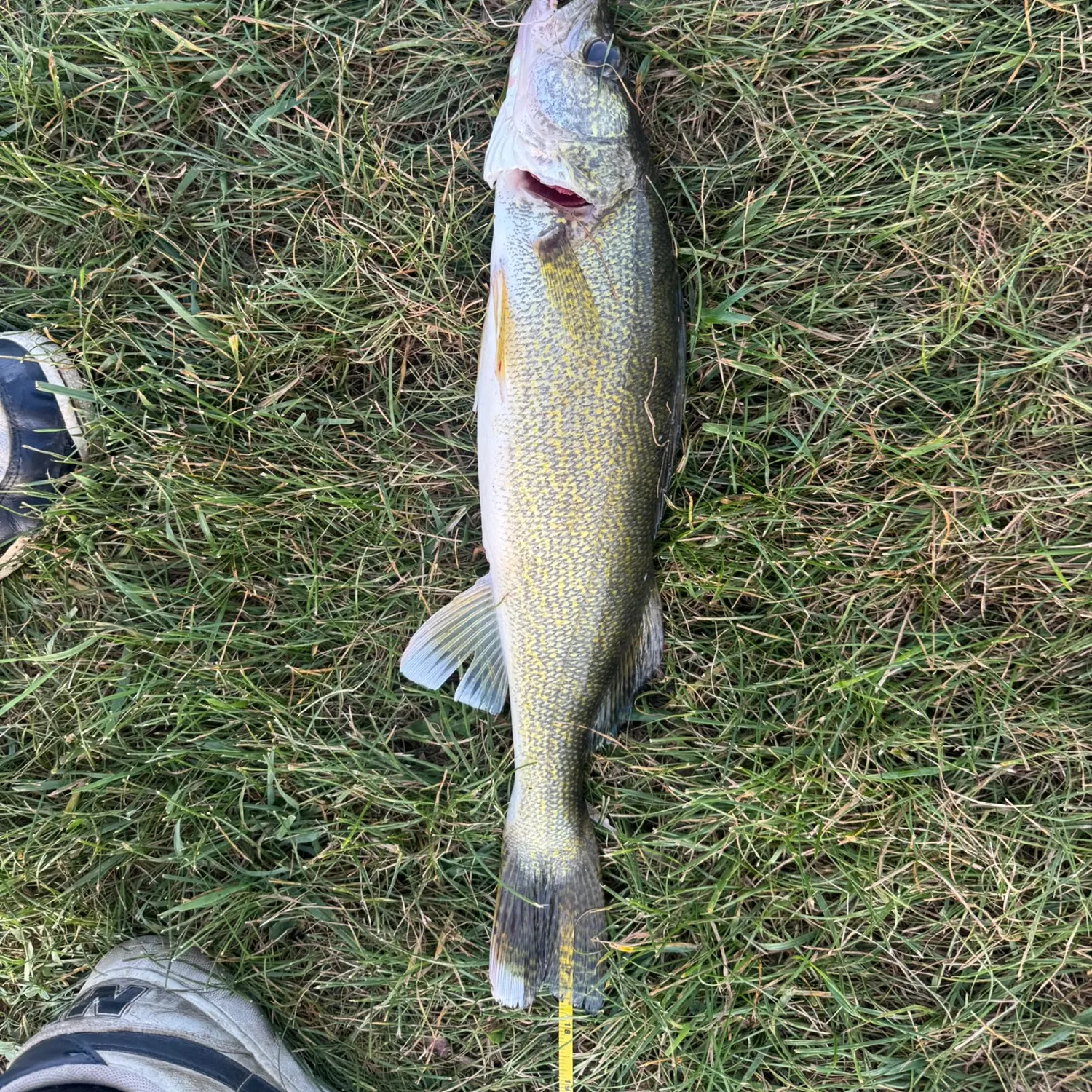 Walleye caught on Fishbrain