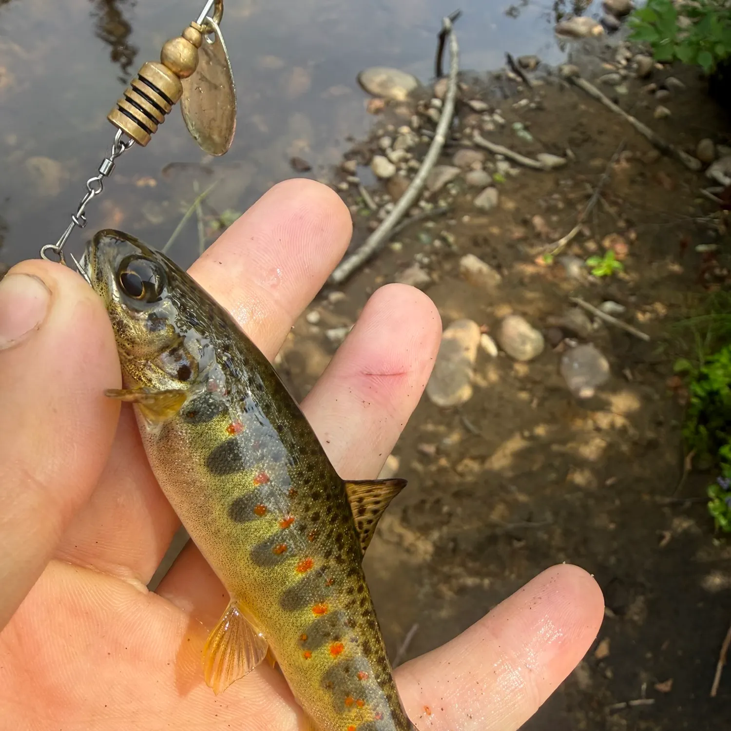 Brown trout caught on Fishbrain