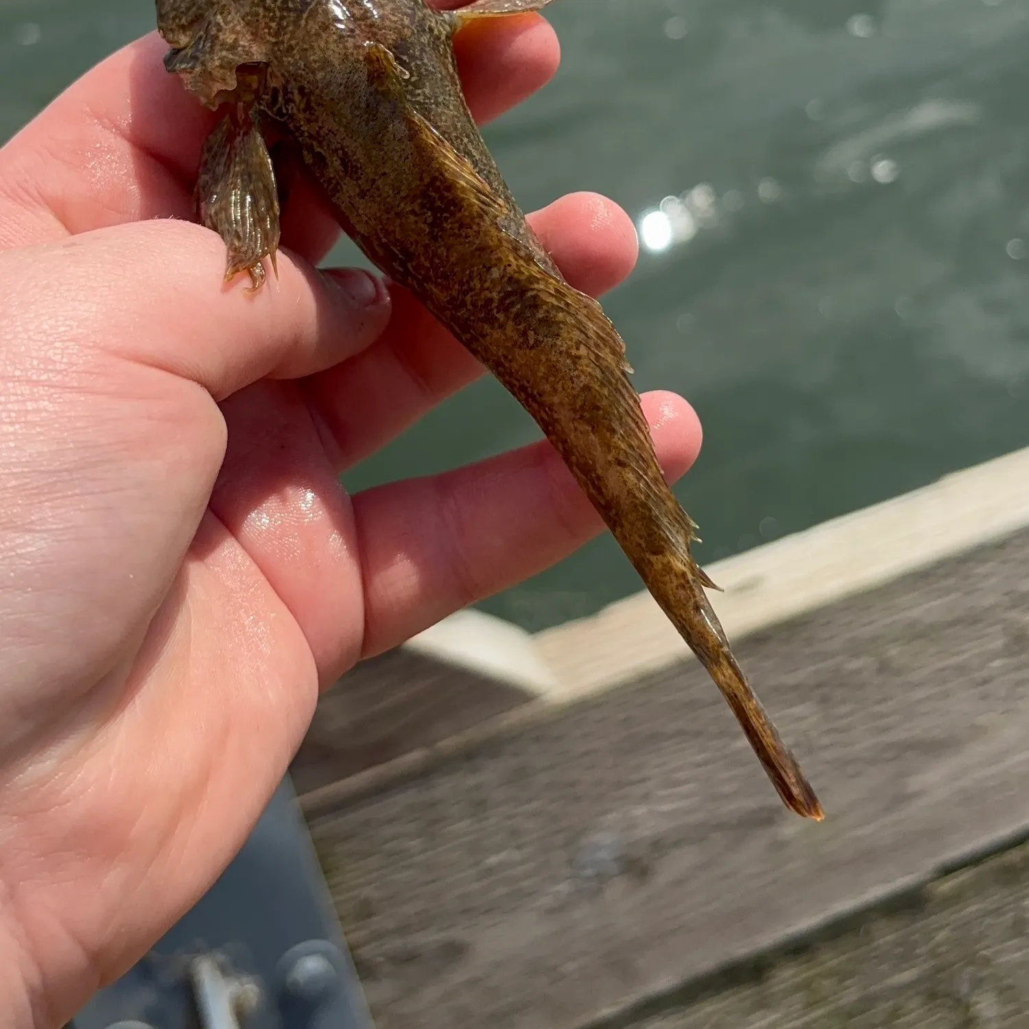 The most recent Mottled sculpin catches on Fishbrain