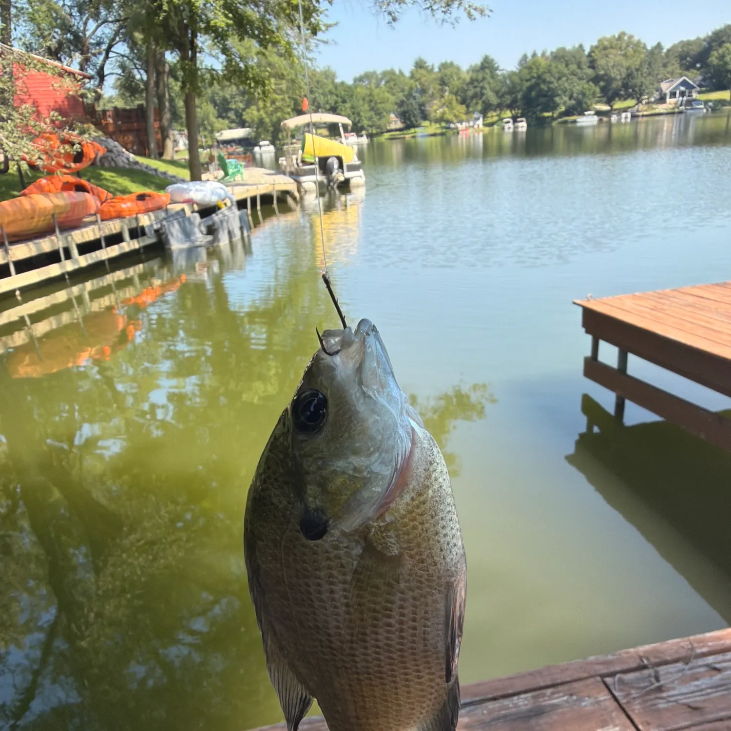 Bluegill caught on Fishbrain