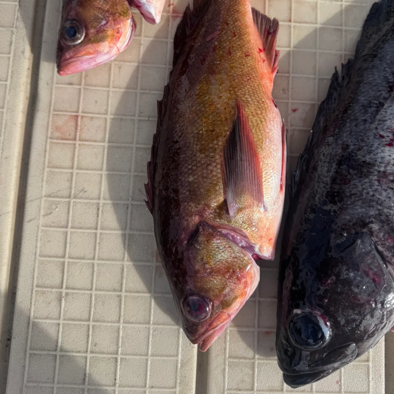 Widow rockfish caught on Fishbrain
