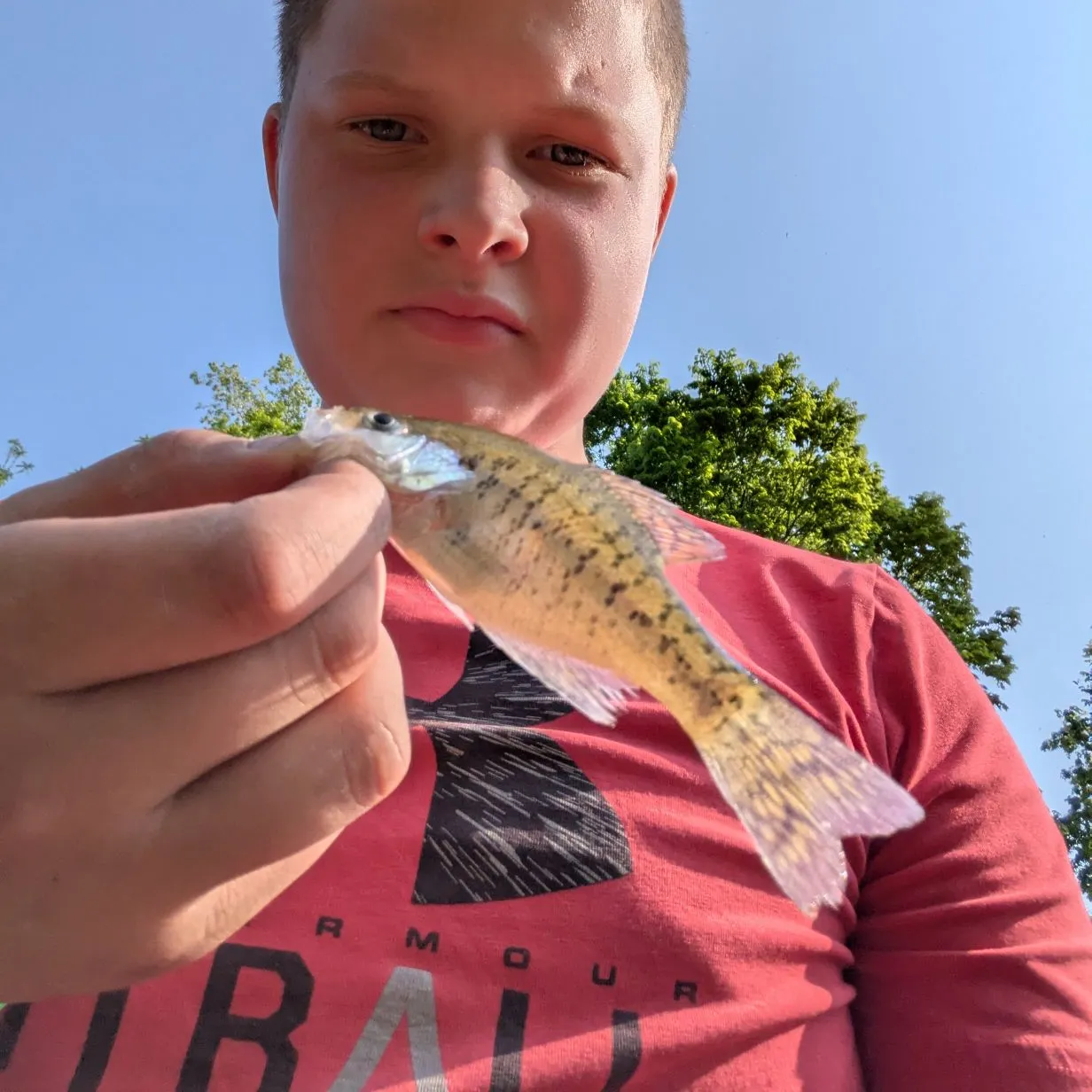 The most recent White crappie catches on Fishbrain