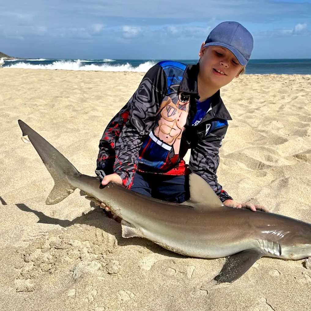 The most recent Copper shark catches on Fishbrain